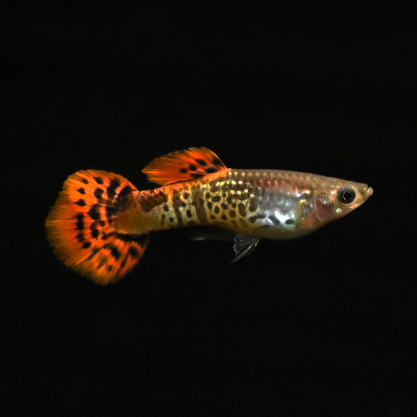 Guppy Männchen King Cobra Rot, Poecilia reticulata